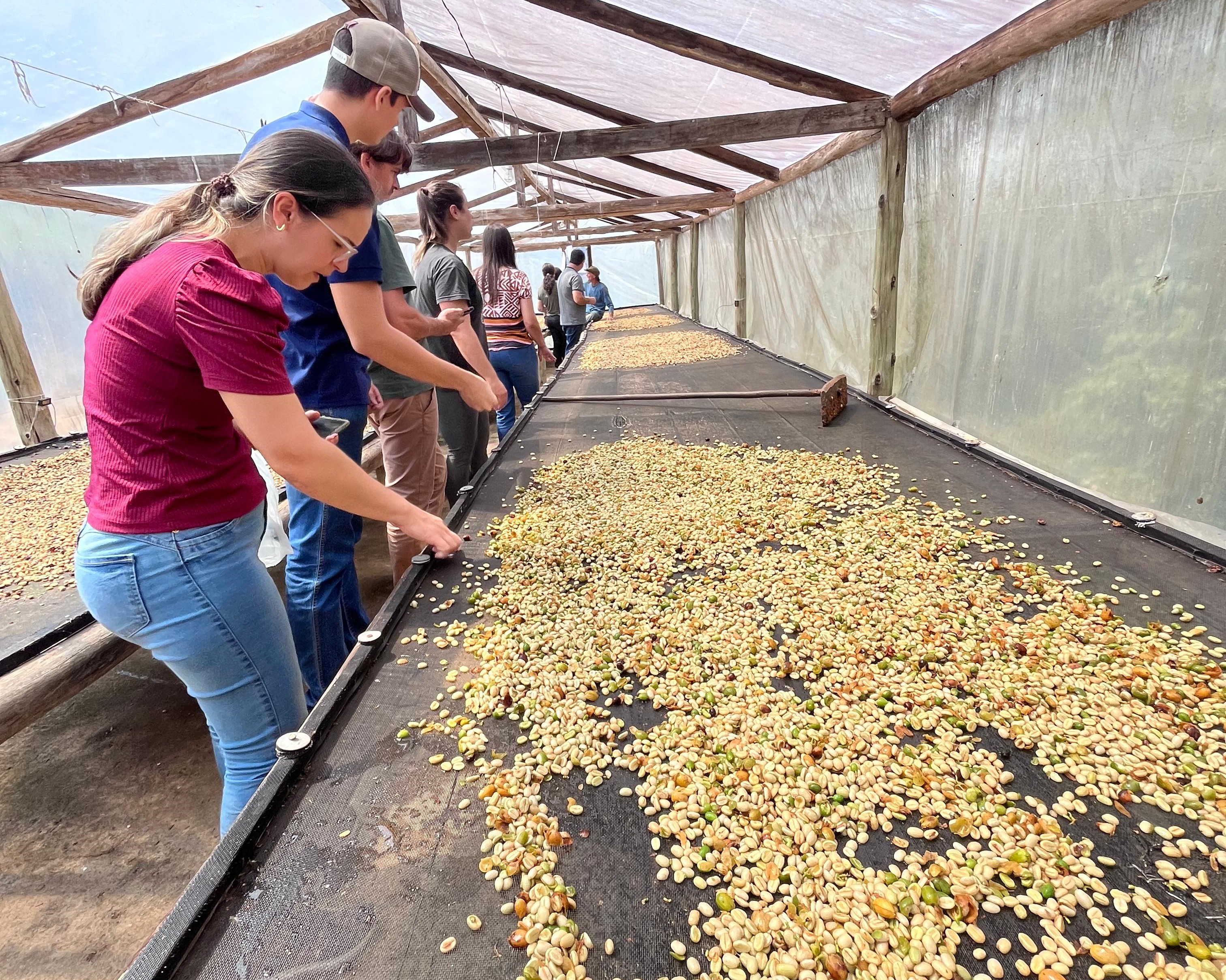 Imagem da notícia: Secretaria de Agricultura promove visita técnica em sítio referência na produção de cafés especiais em Castelo