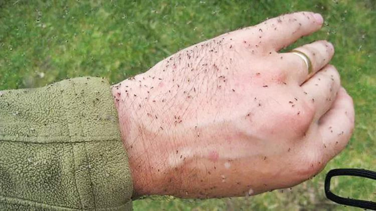 Imagem da notícia: Febre Oropouche: o que você precisa saber para se proteger